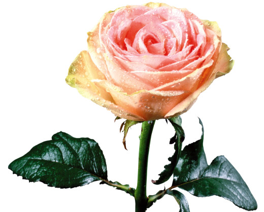 610121 (a): :2400x1925